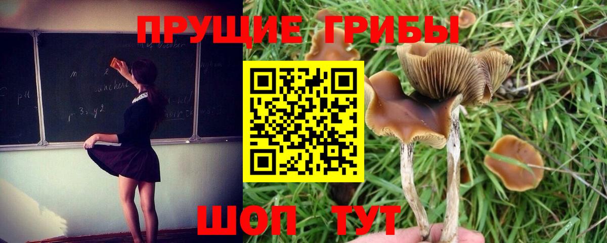 Мурино  Галлюциногенные грибы Magic Shrooms  купить  сайты  Вход с VPN  Галлюциногенные грибы Psilocybe 